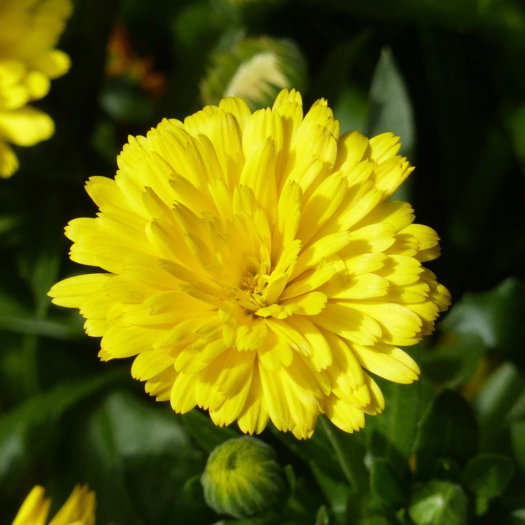 Ringelblume Powerdaisy Sunny - Calendula hybrida