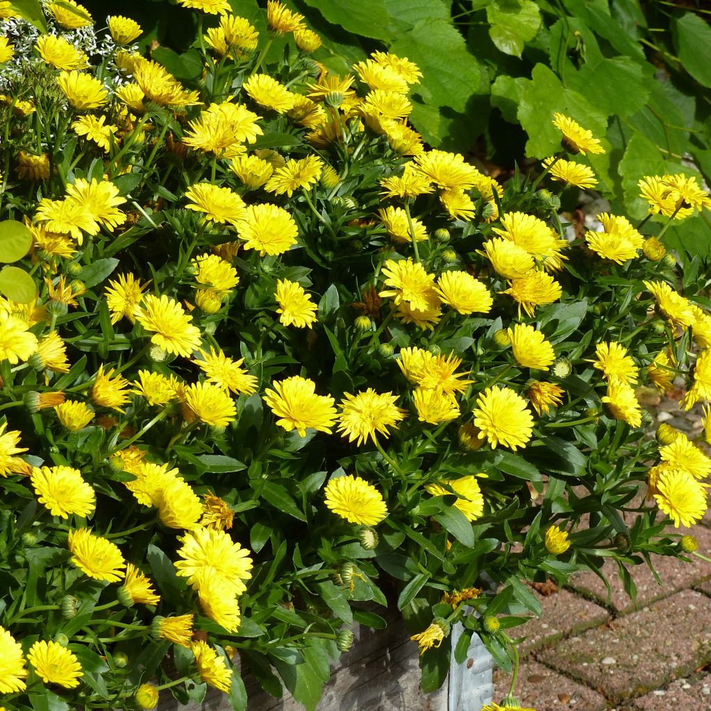 Ringelblume Powerdaisy Sunny - Calendula hybrida