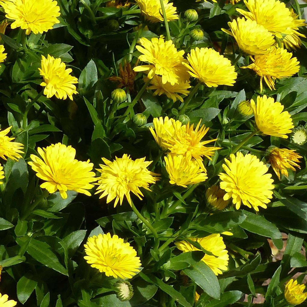 Ringelblume Powerdaisy Sunny - Calendula hybrida