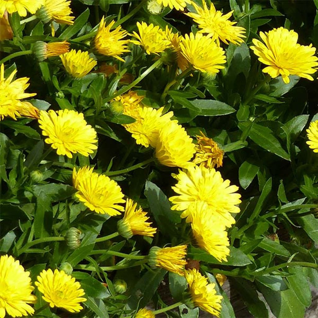 Ringelblume Powerdaisy Sunny - Calendula hybrida