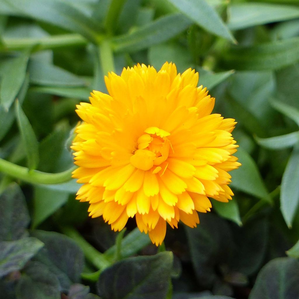 Ringelblume Powerdaisy Tango - Calendula hybrida