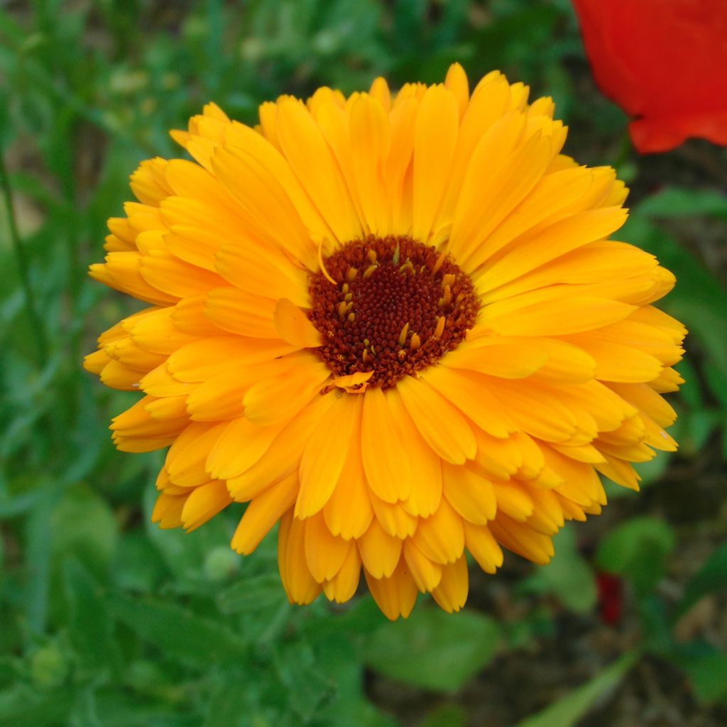 Garten-Ringelblume - Calendula officinalis (Samen)