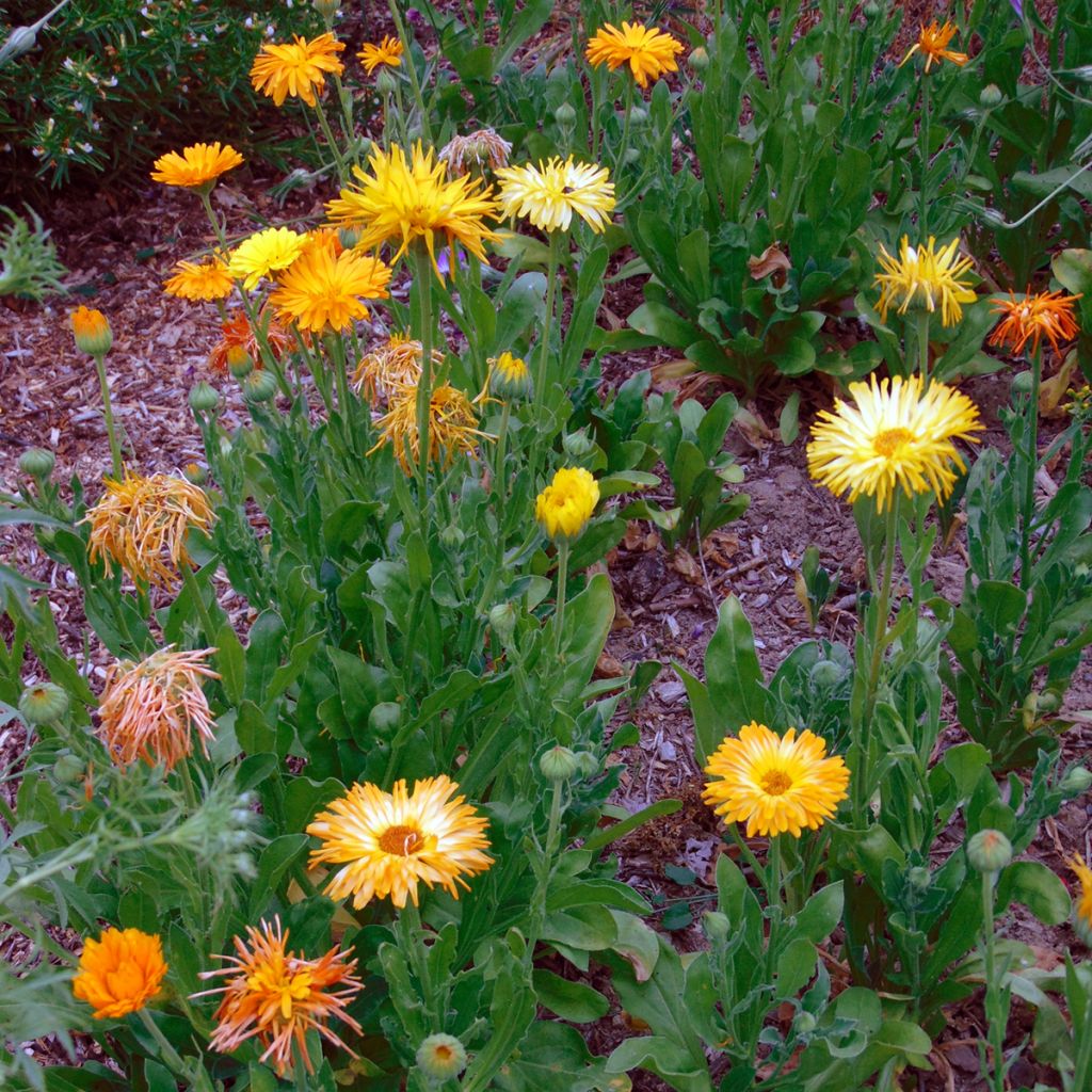 Graines de Calendula officinalis - Souci des Jardins