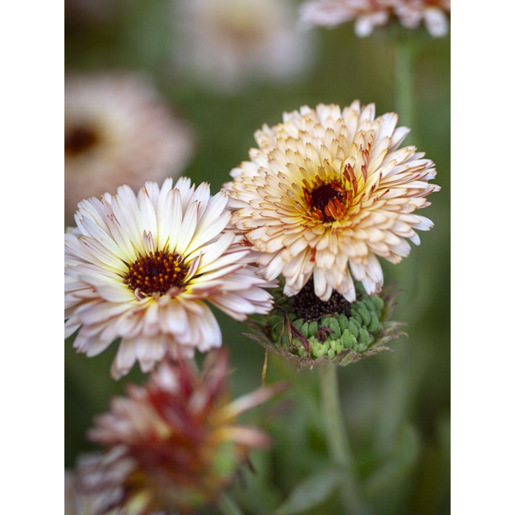 Ringelblume Pygmy Buff (Samen) - Calendula officinalis