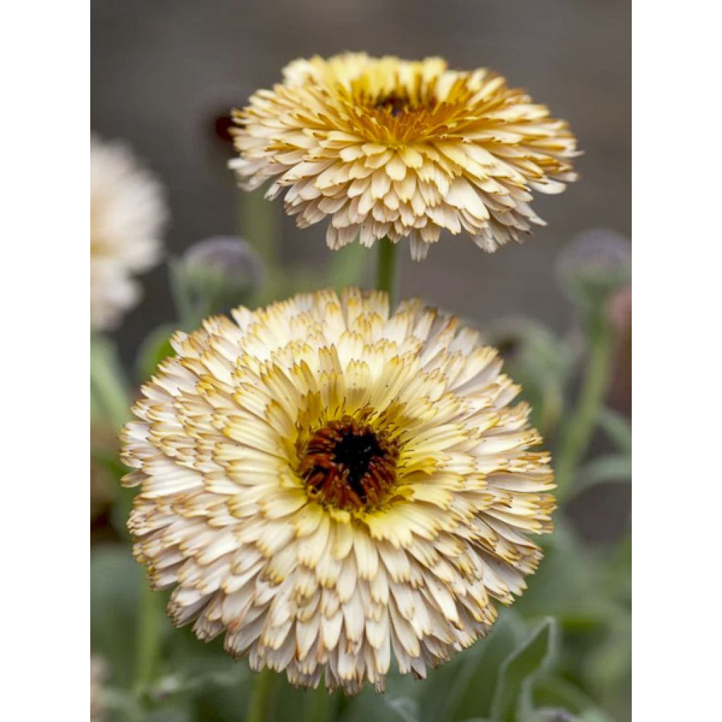 Ringelblume Pygmy Buff (Samen) - Calendula officinalis