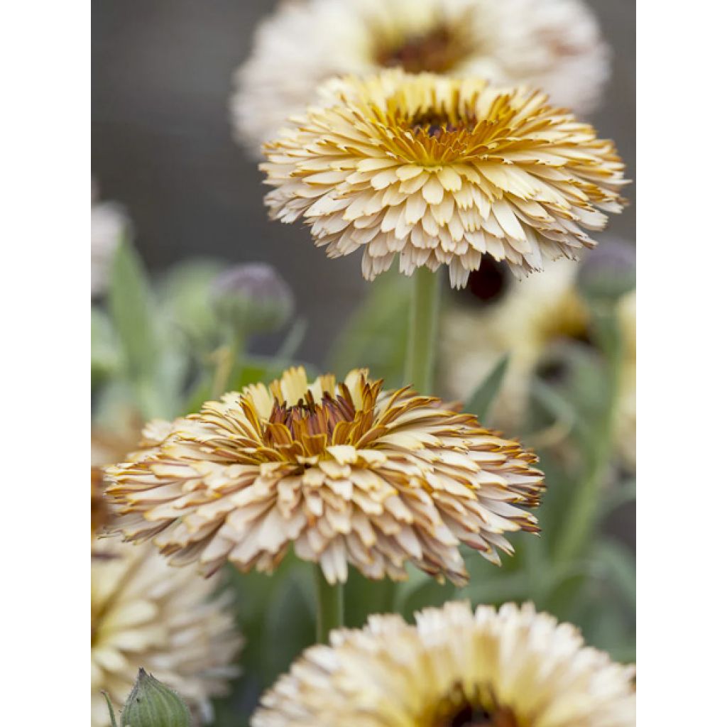 Ringelblume Pygmy Buff (Samen) - Calendula officinalis