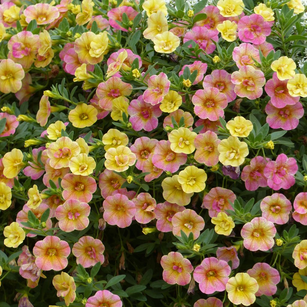 Zauberglöckchen Chameleon Double Pink Yellow - Calibrachoa