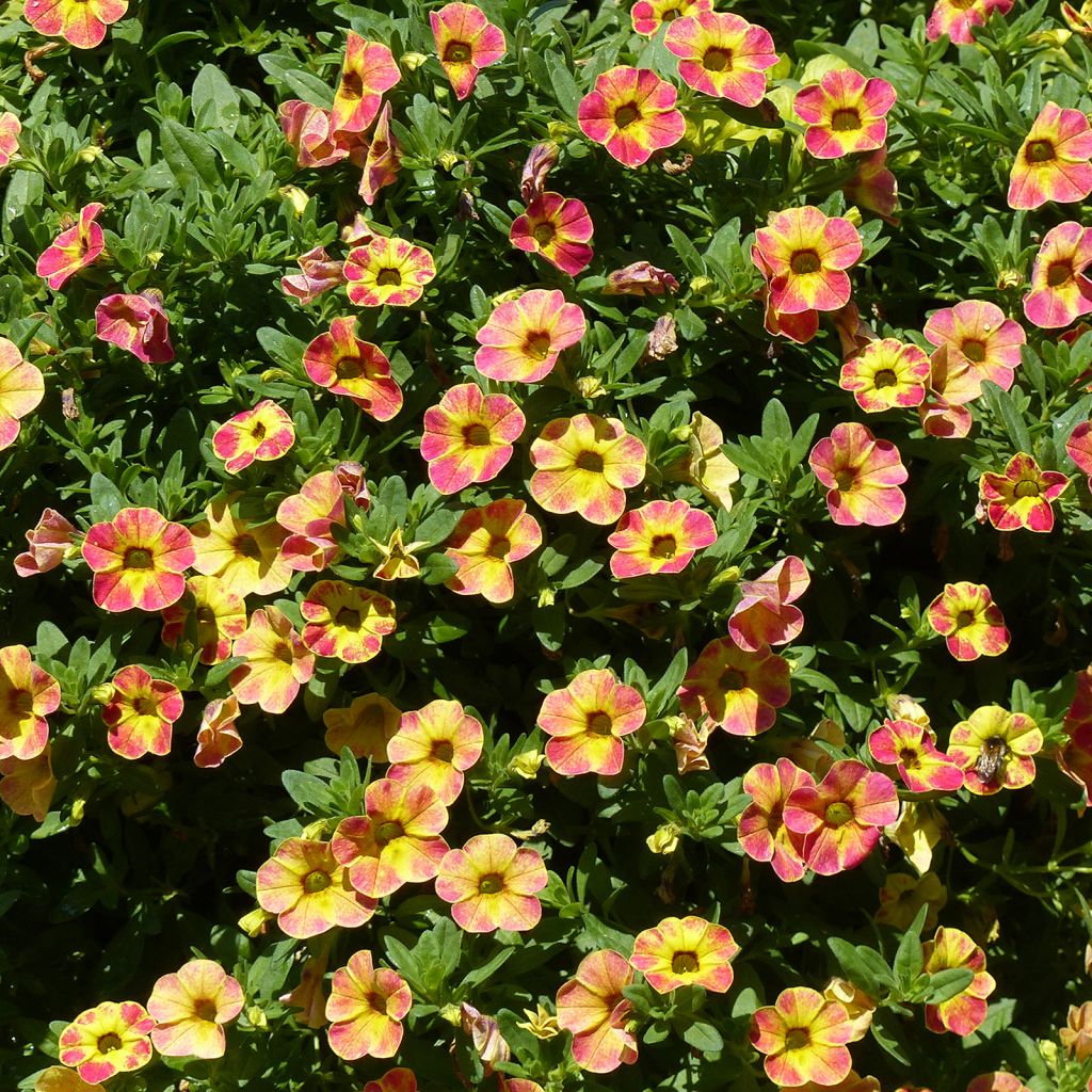 Zauberglöckchen Chameleon Sunshine Berry - Calibrachoa