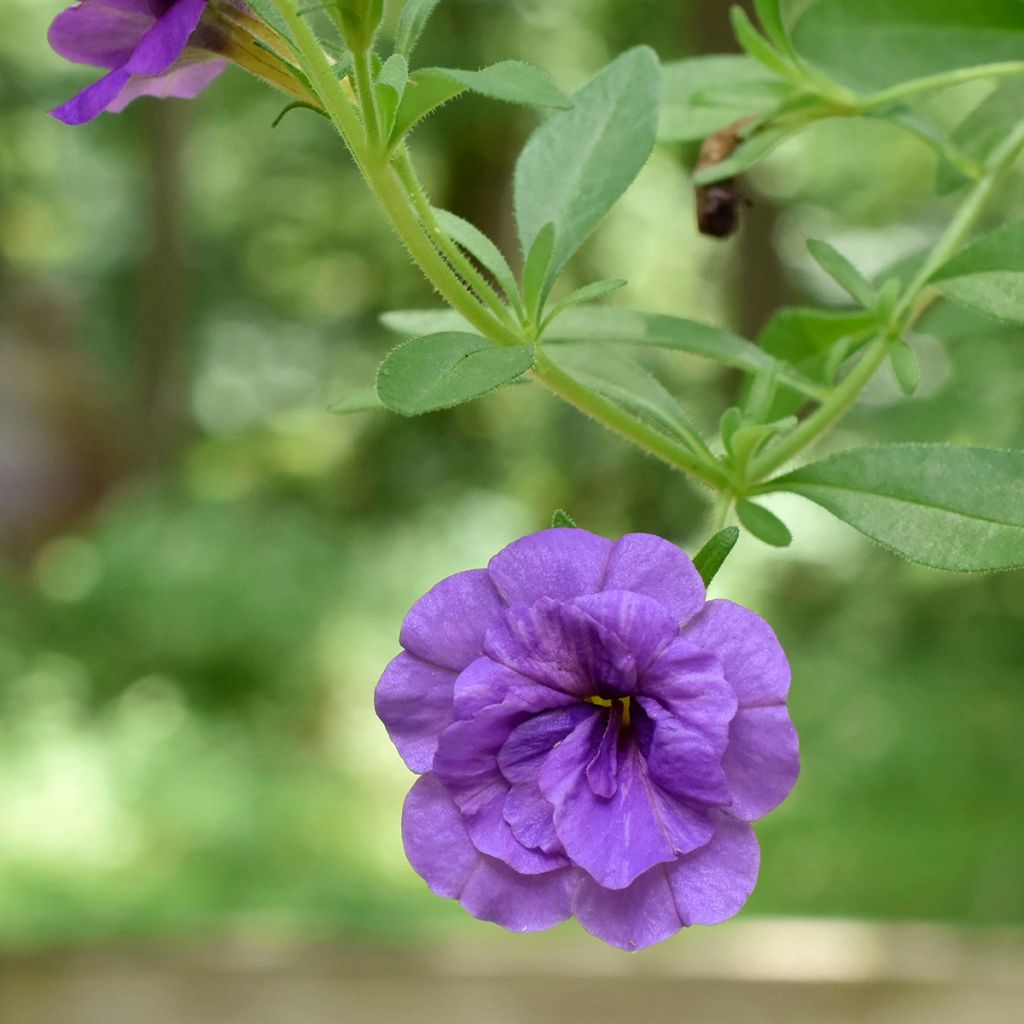 Zauberglöckchen Can-Can Rosies Blue - Calibrachoa