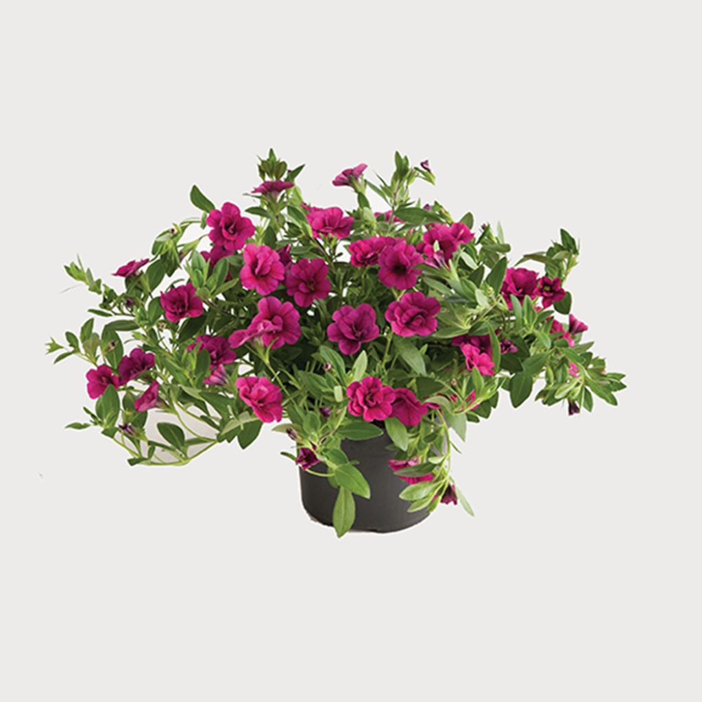 Calibrachoa Can-Can Rosies Magenta - Mini-pétunia double