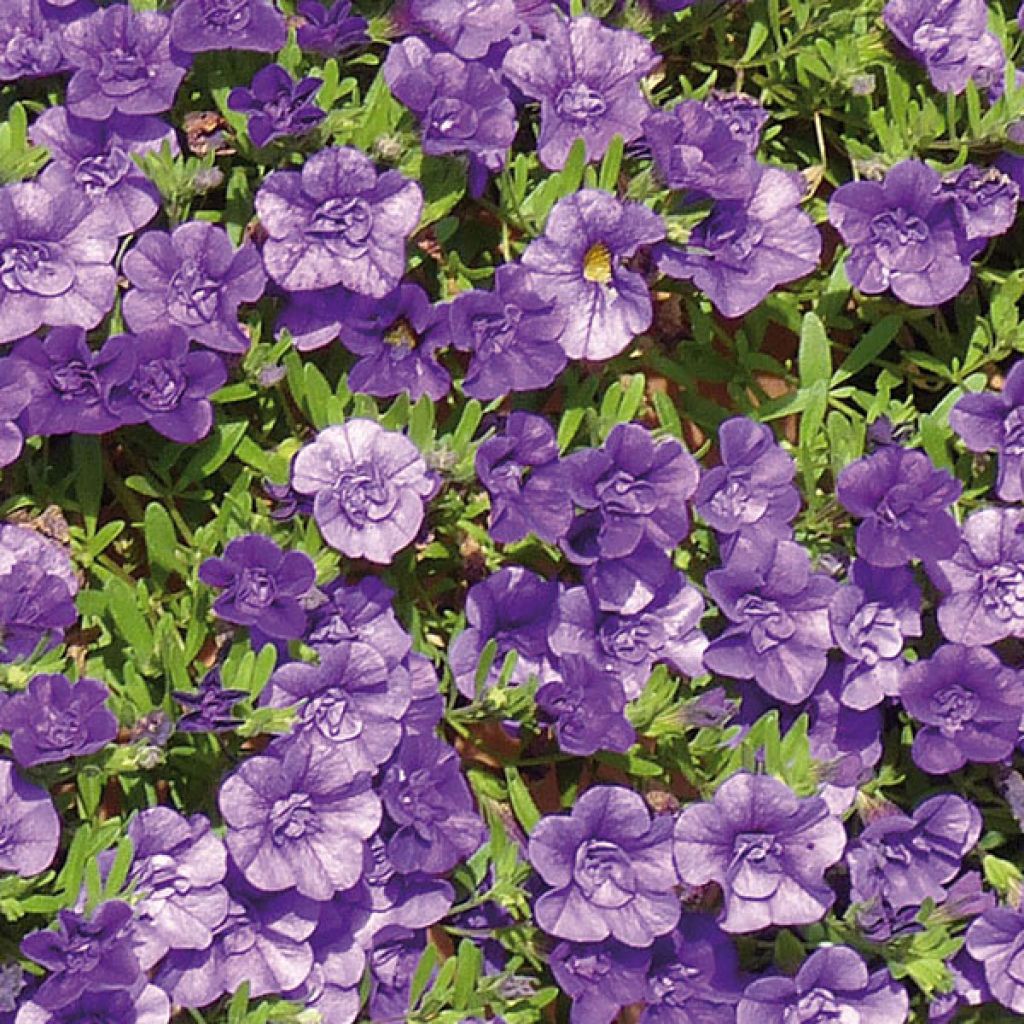 Zauberglöckchen Can-Can Rosies Blue - Calibrachoa