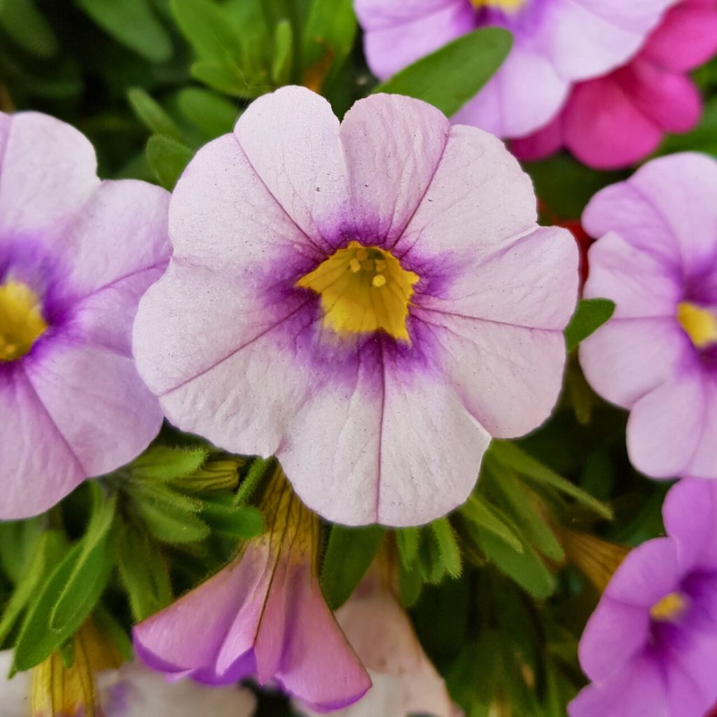 Zauberglöckchen Eyeconic Purple - Calibrachoa