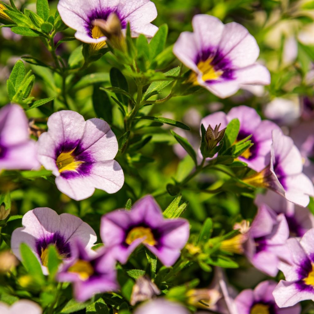 Zauberglöckchen Eyeconic Purple - Calibrachoa