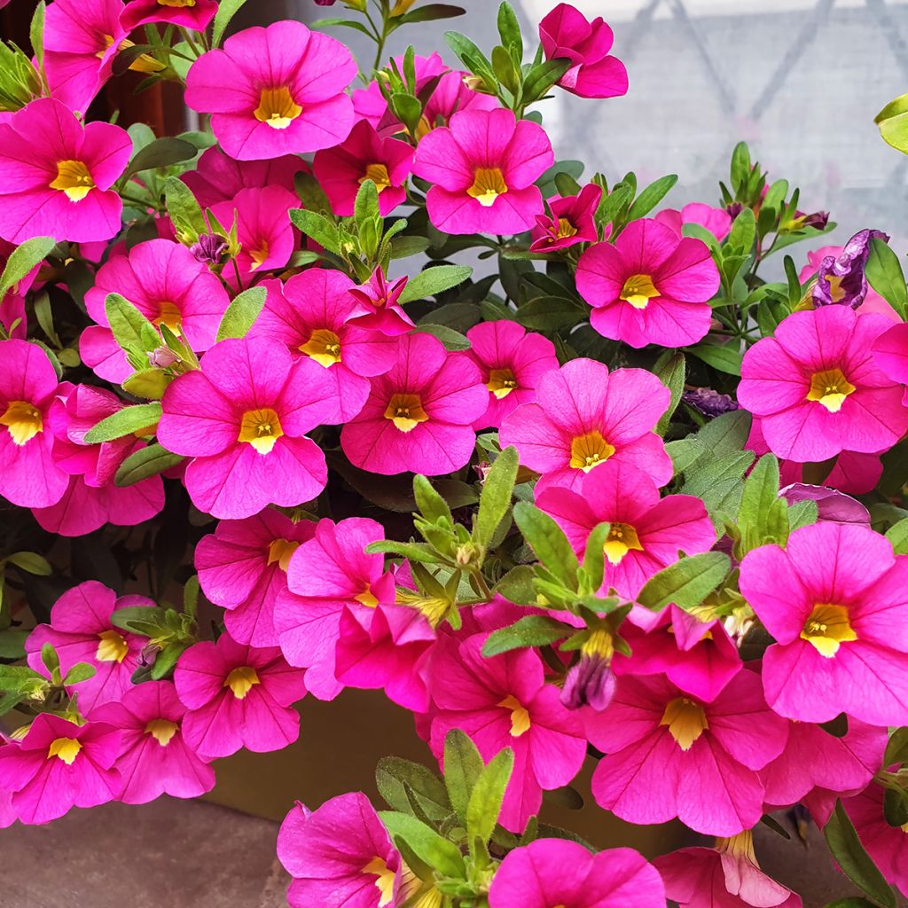 Zauberglöckchen Noa Bubblegum - Calibrachoa