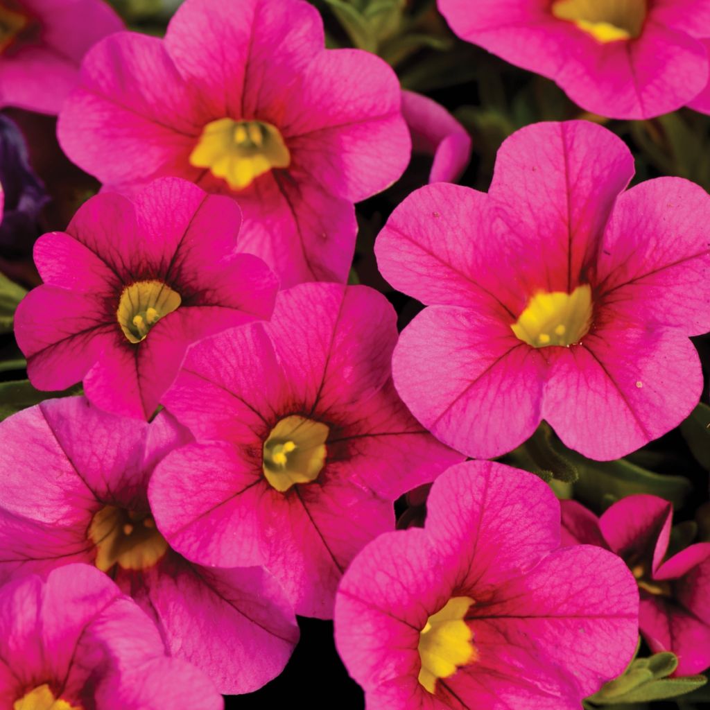 Zauberglöckchen Noa Bubblegum - Calibrachoa