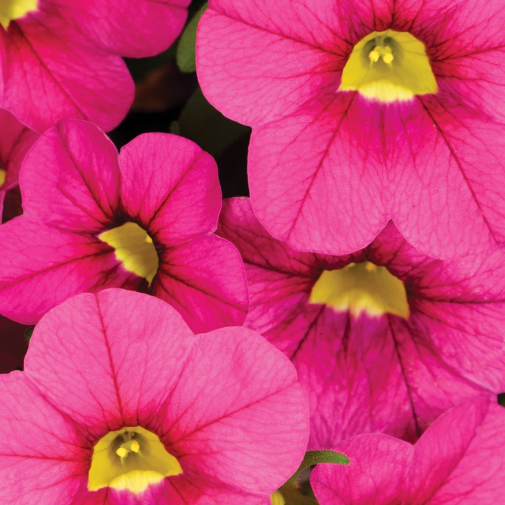 Zauberglöckchen Noa Bubblegum - Calibrachoa