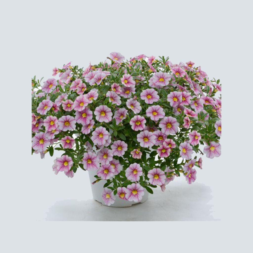 Zauberglöckchen Noa Princess - Calibrachoa