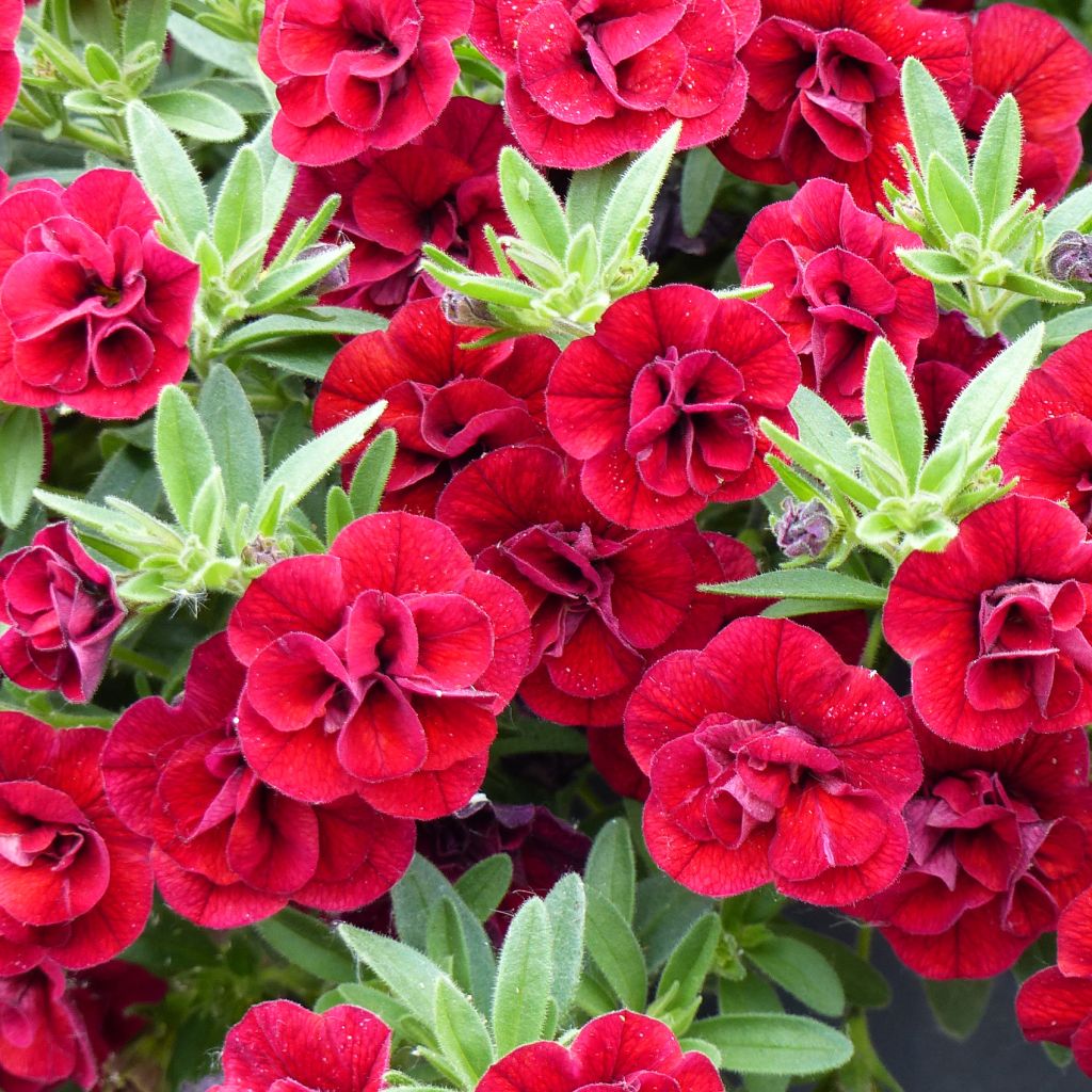 Zauberglöckchen Superbells Double Ruby - Calibrachoa