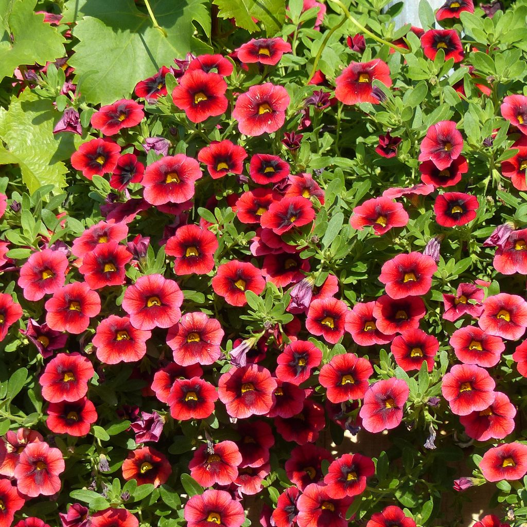 Zauberglöckchen Superbells Pomegranate Punch - Calibrachoa