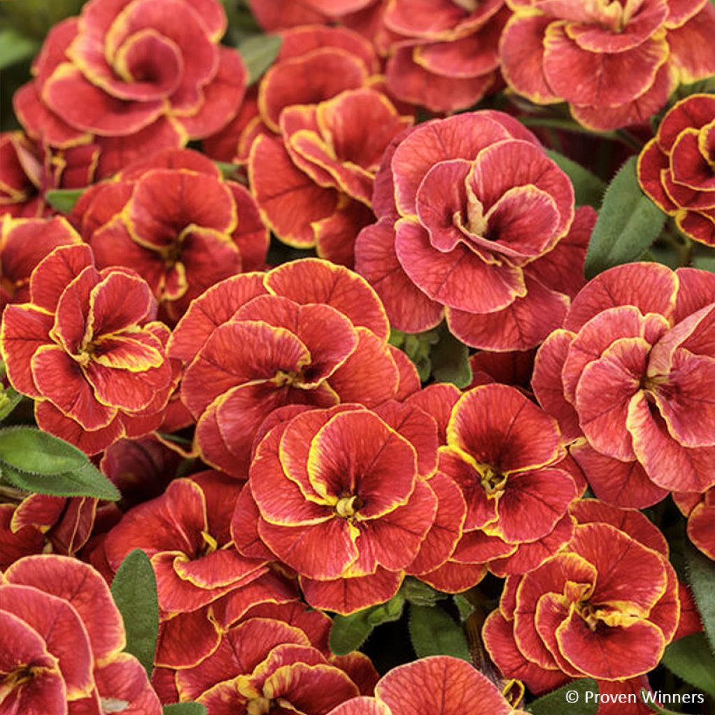 Zauberglöckchen Superbells Double Redstone - Calibrachoa