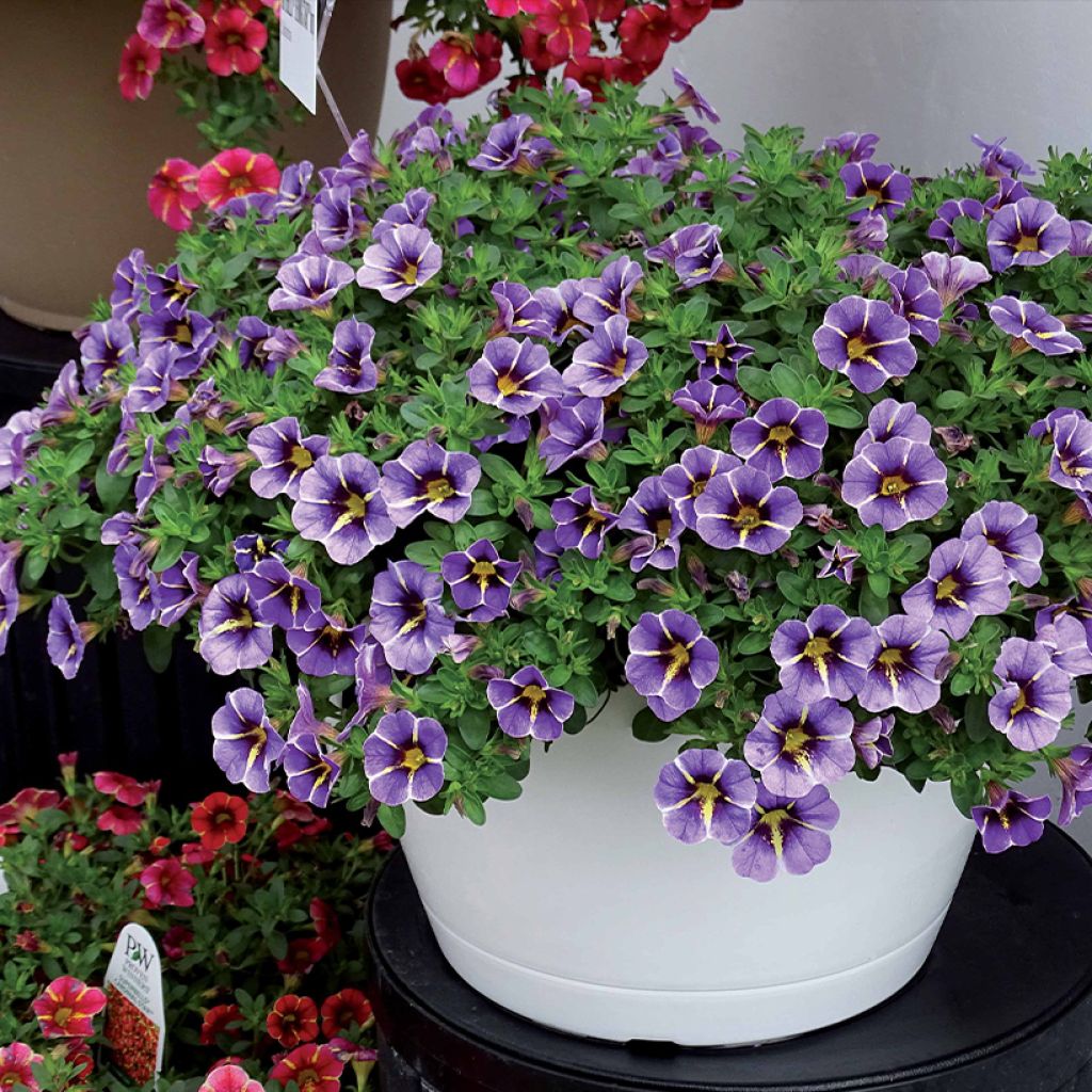 Zauberglöckchen Superbells Evening Star - Calibrachoa