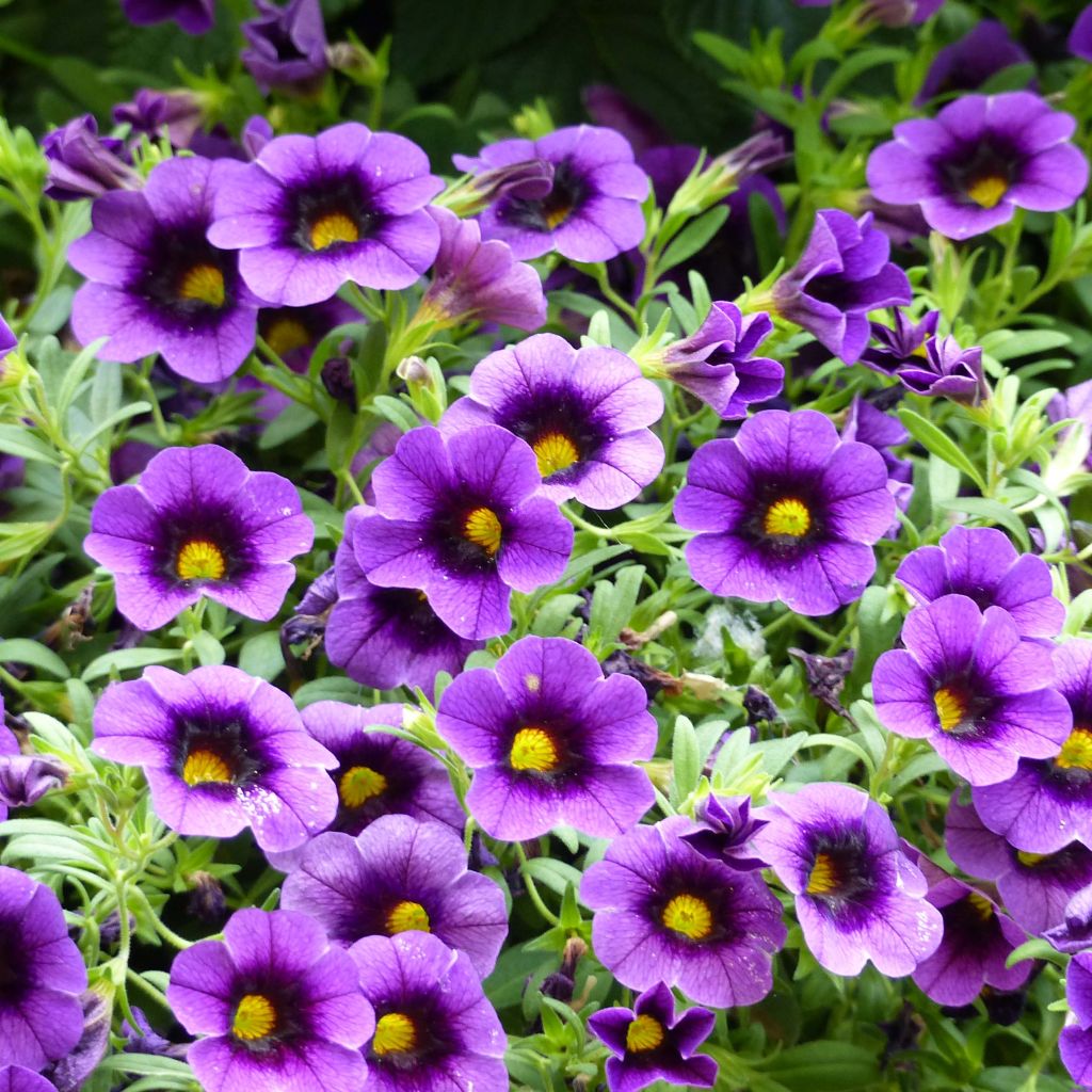 Zauberglöckchen Superbells Grape Punch - Calibrachoa