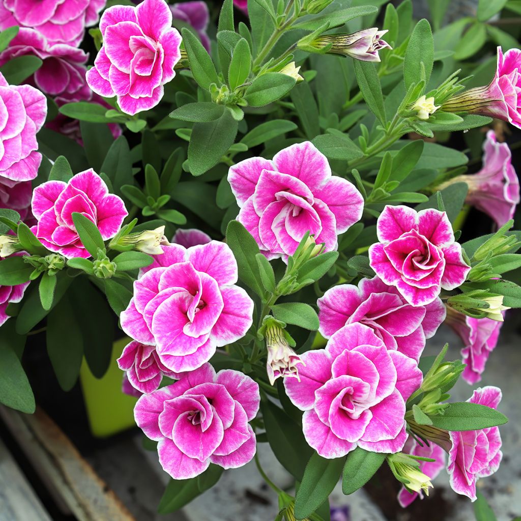 Zauberglöckchen Superbells Sweet Love - Calibrachoa