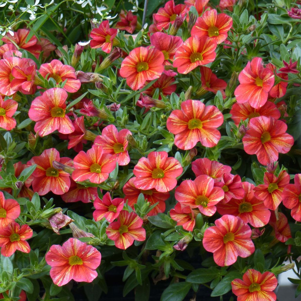 Zauberglöckchen Superbells Tropical Sunrise - Calibrachoa