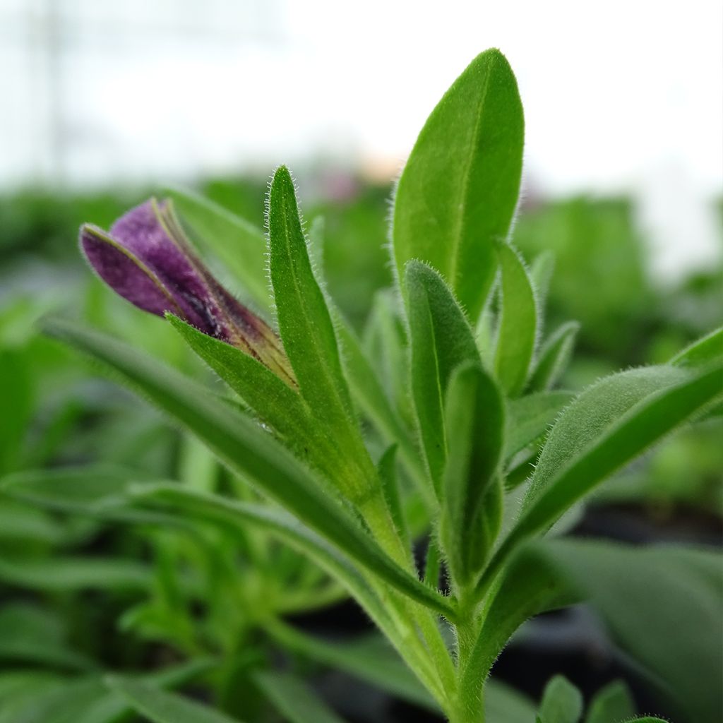 Zauberglöckchen Superbells Unique Blue Violet - Calibrachoa