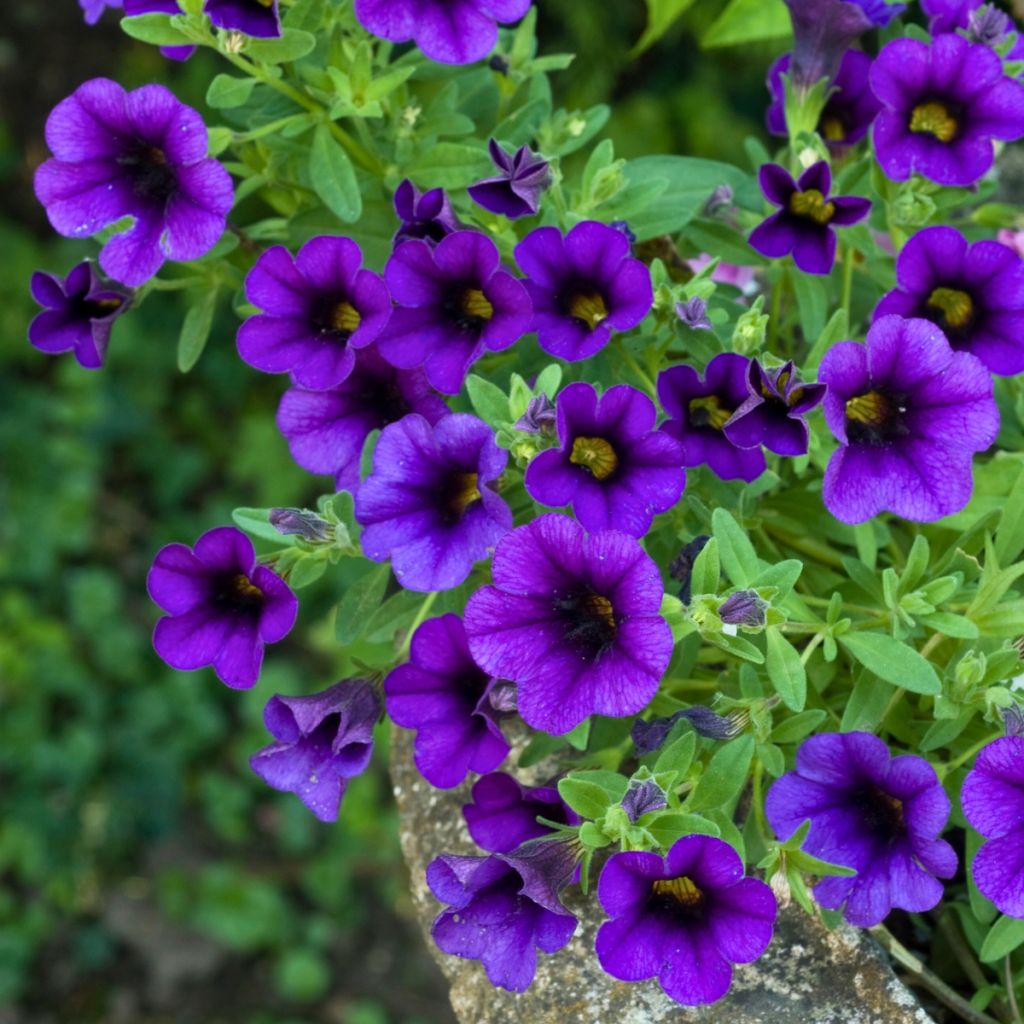 Zauberglöckchen Superbells Unique Blue Violet - Calibrachoa