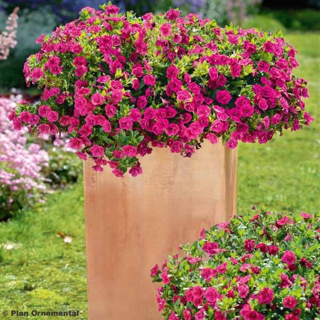 Calibrachoa Superbells double rose