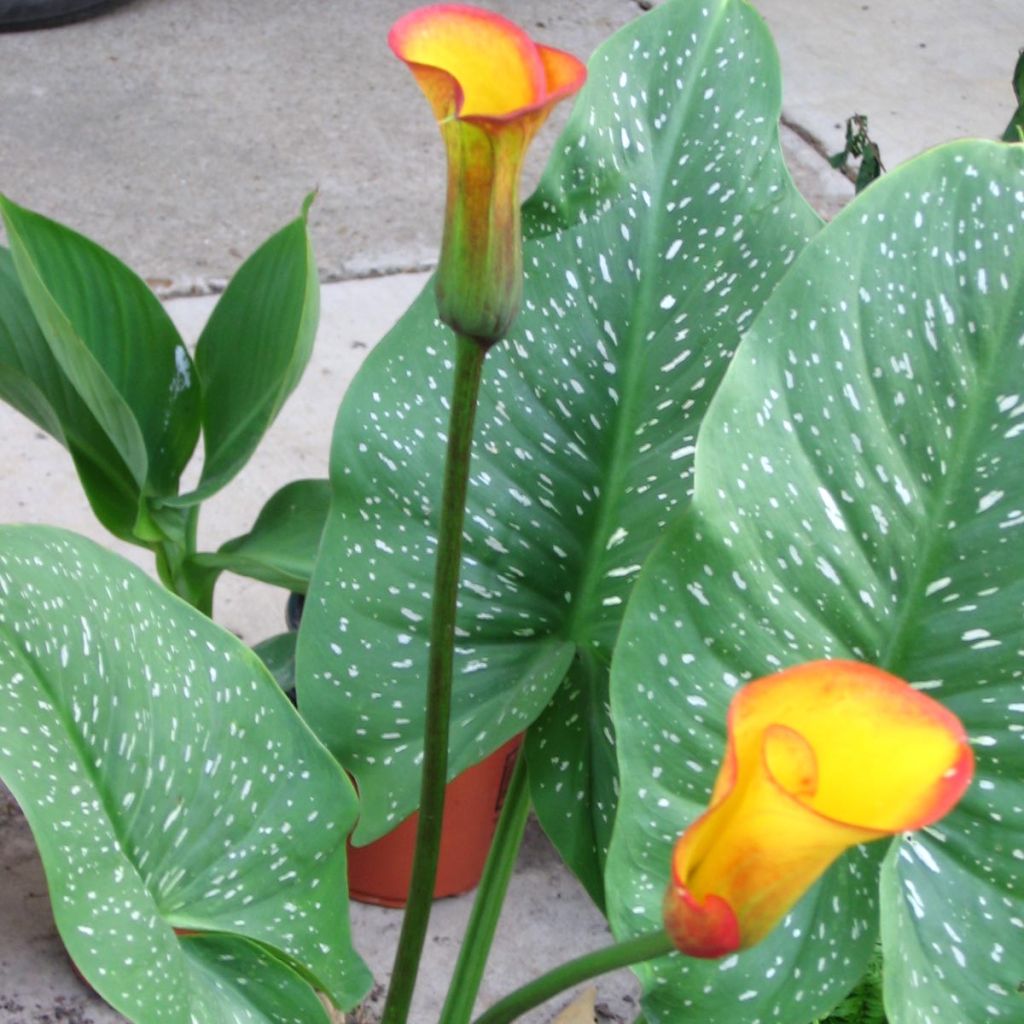 Zantedeschia Selina - Calla