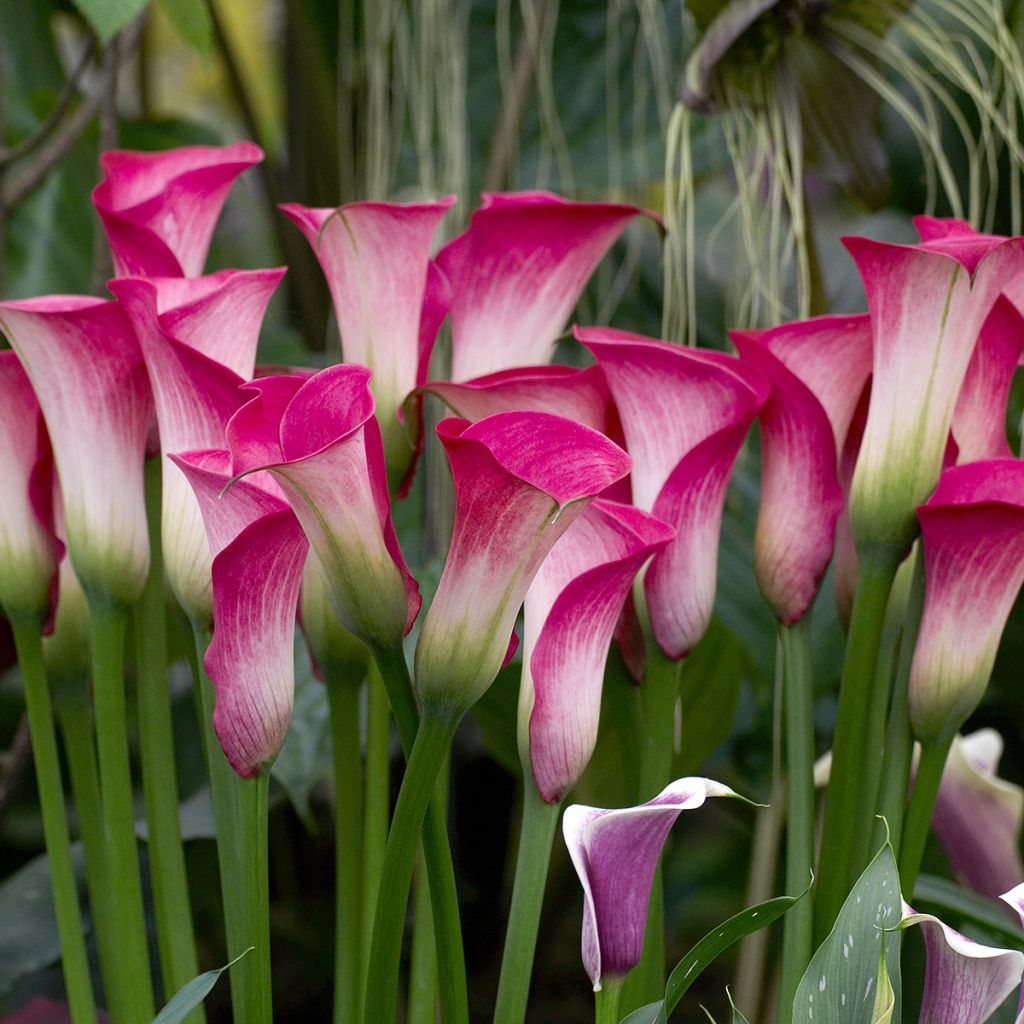 Calla Denver - Zantedeschie