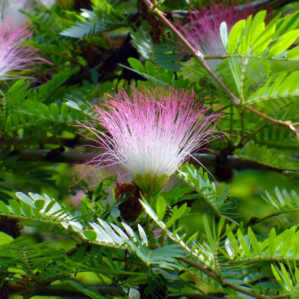 Calliandra surinamensis - Rosa Puderquastenstrauch