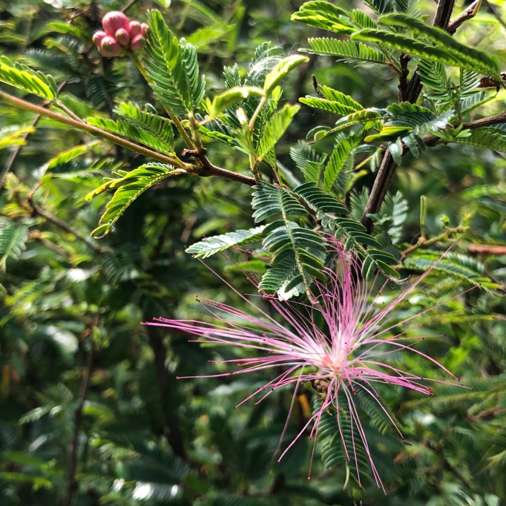 Calliandra surinamensis Dixie Pink - Arbre aux houpettes