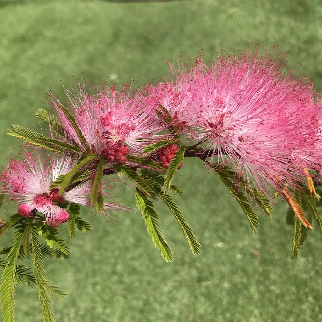 Calliandra surinamensis Dixie Pink - Rosa Puderquastenstrauch