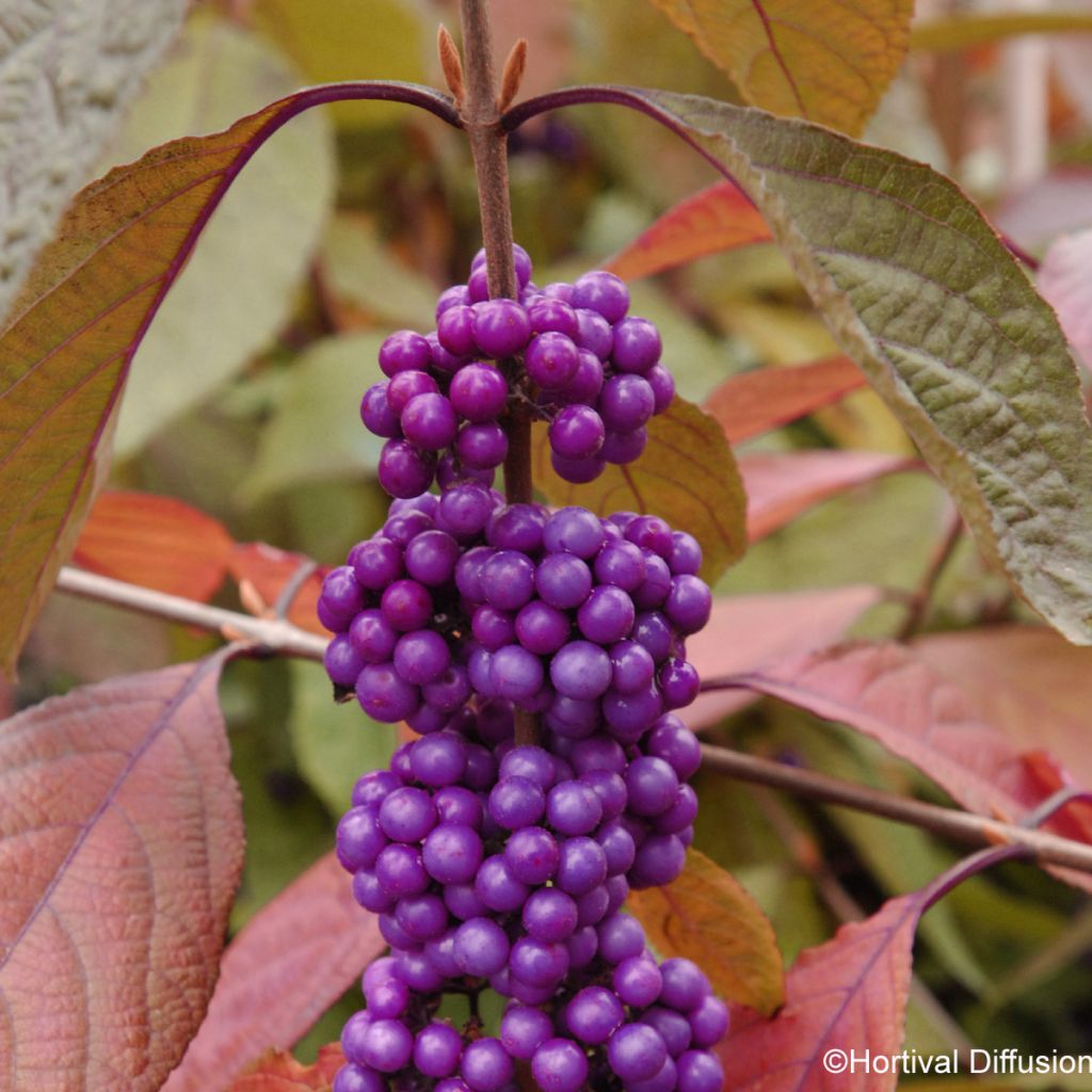 Liebesperlenstrauch Imperial Pearl - Callicarpa bodinieri