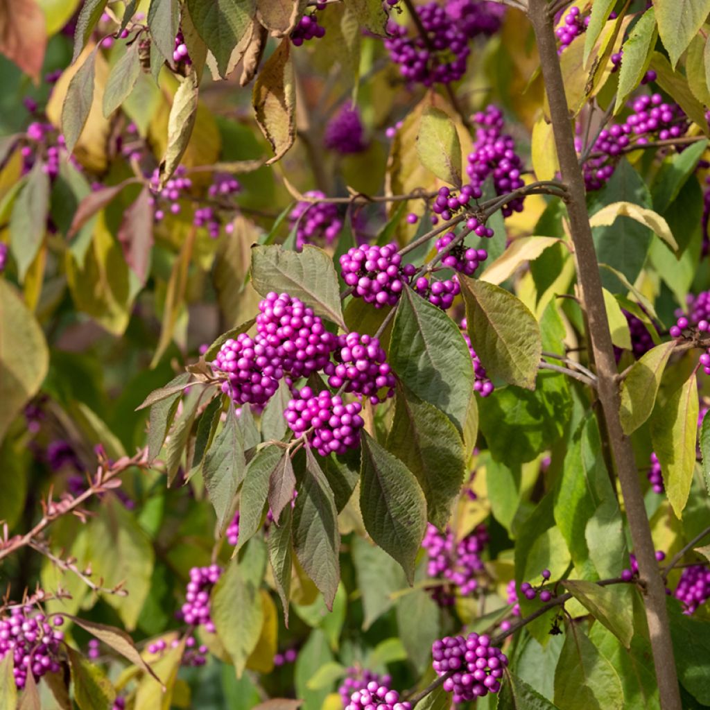 Liebesperlenstrauch Imperial Pearl - Callicarpa bodinieri