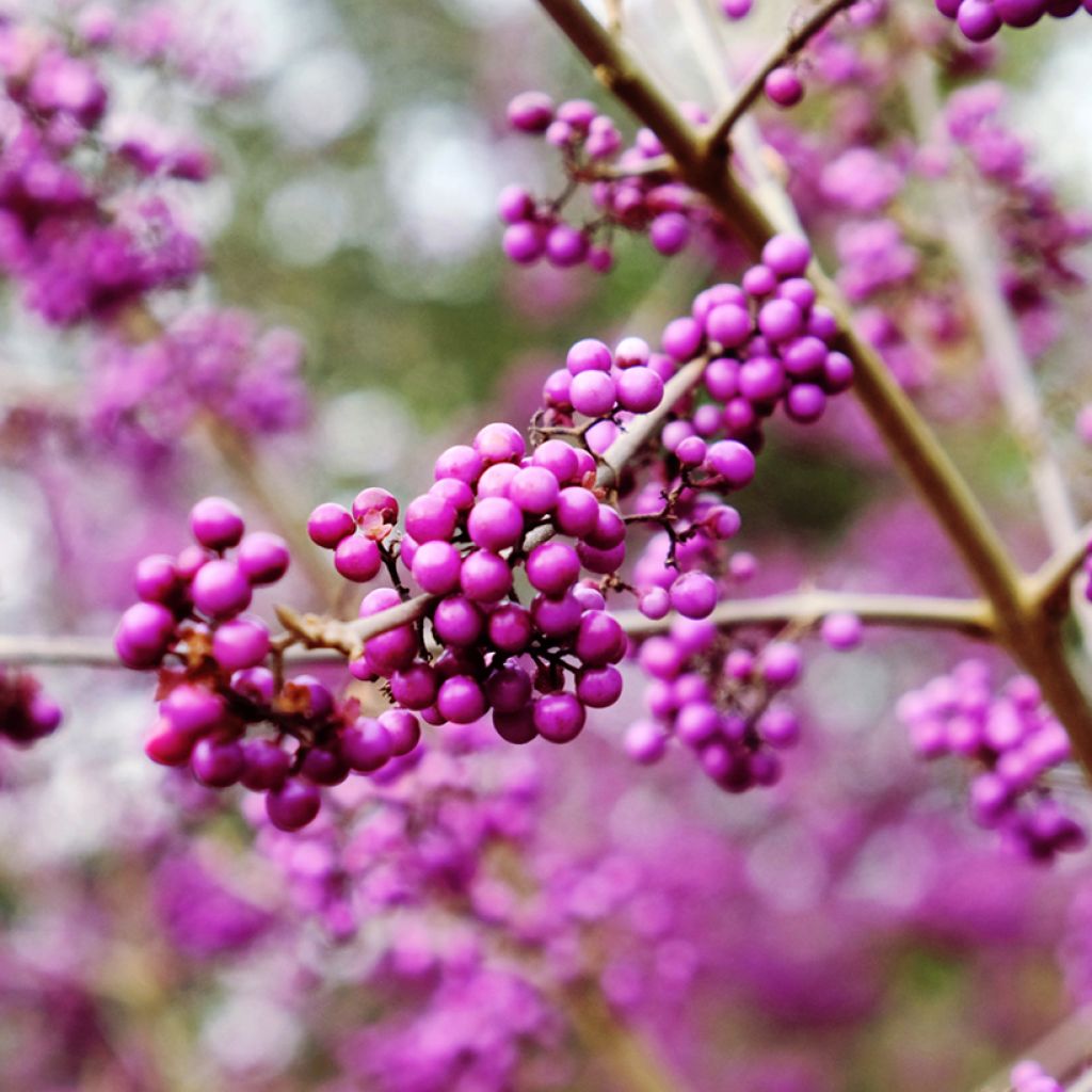 Liebesperlenstrauch Imperial Pearl - Callicarpa bodinieri