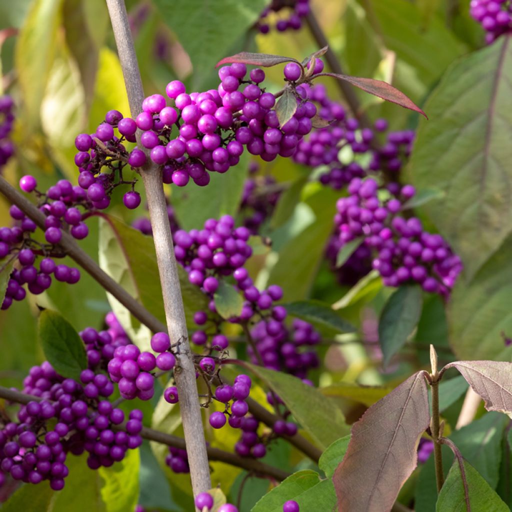 Liebesperlenstrauch Imperial Pearl - Callicarpa bodinieri