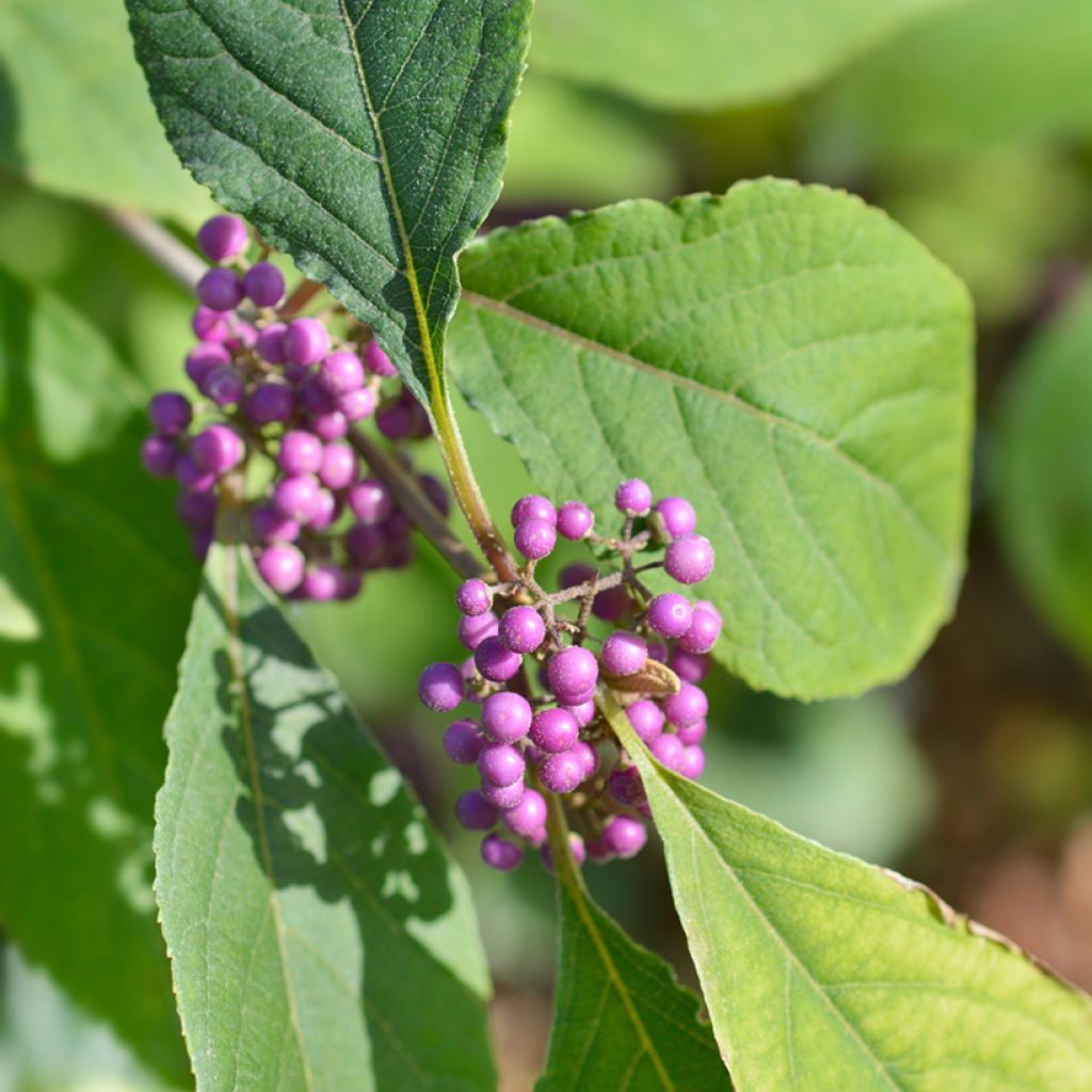 Liebesperlenstrauch Imperial Pearl - Callicarpa bodinieri