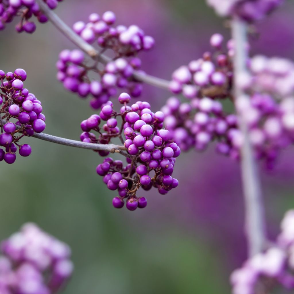 Liebesperlenstrauch Liebespaar - Callicarpa bodinieri