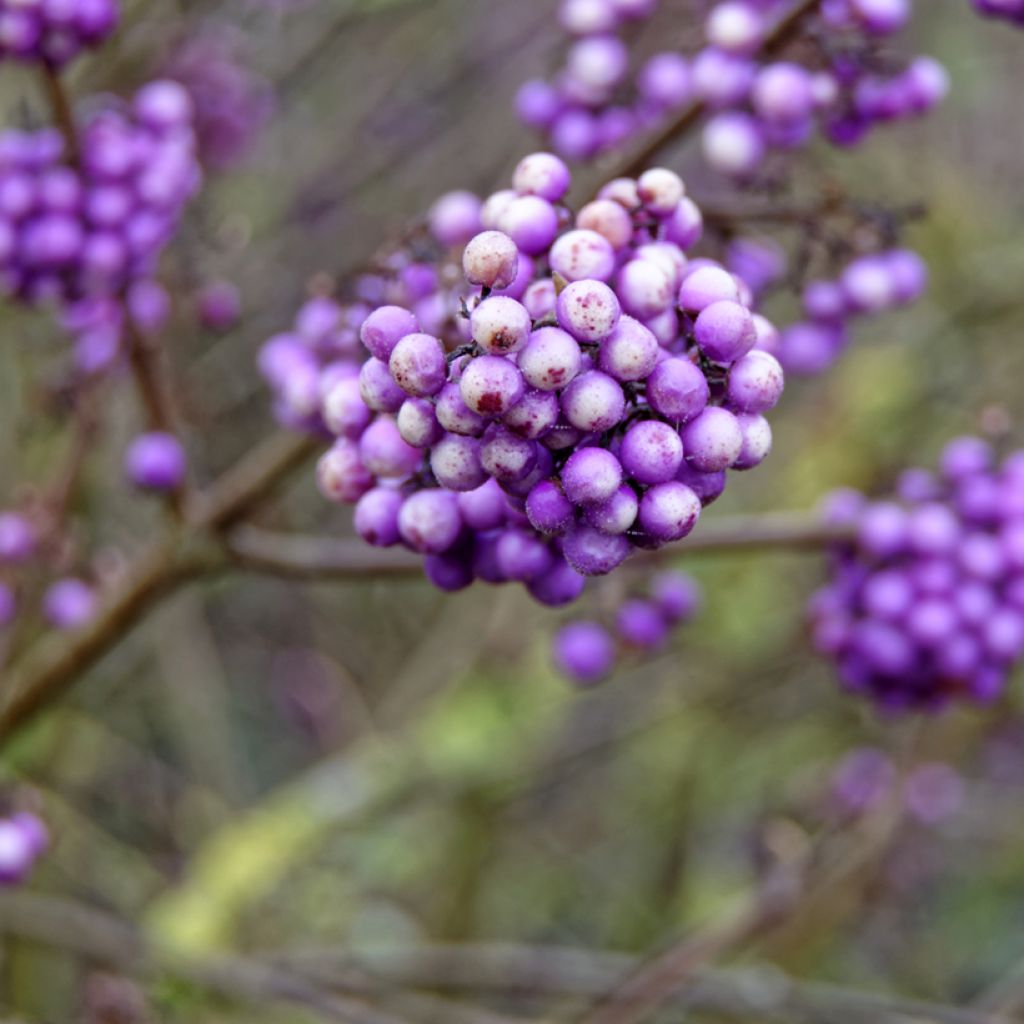 Callicarpa bodinieri Liebespaar - Arbuste aux bonbons