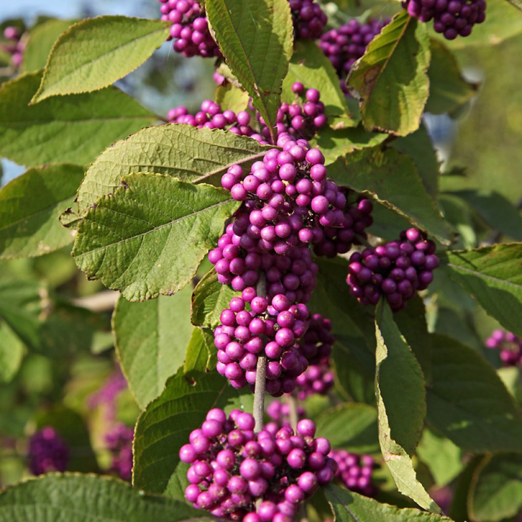 Callicarpa bodinieri Magical Deep Purple