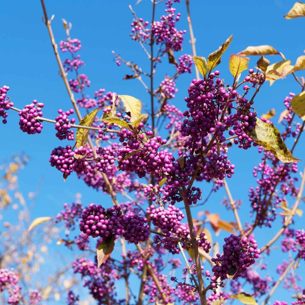 Callicarpa bodinieri Magical Deep Purple