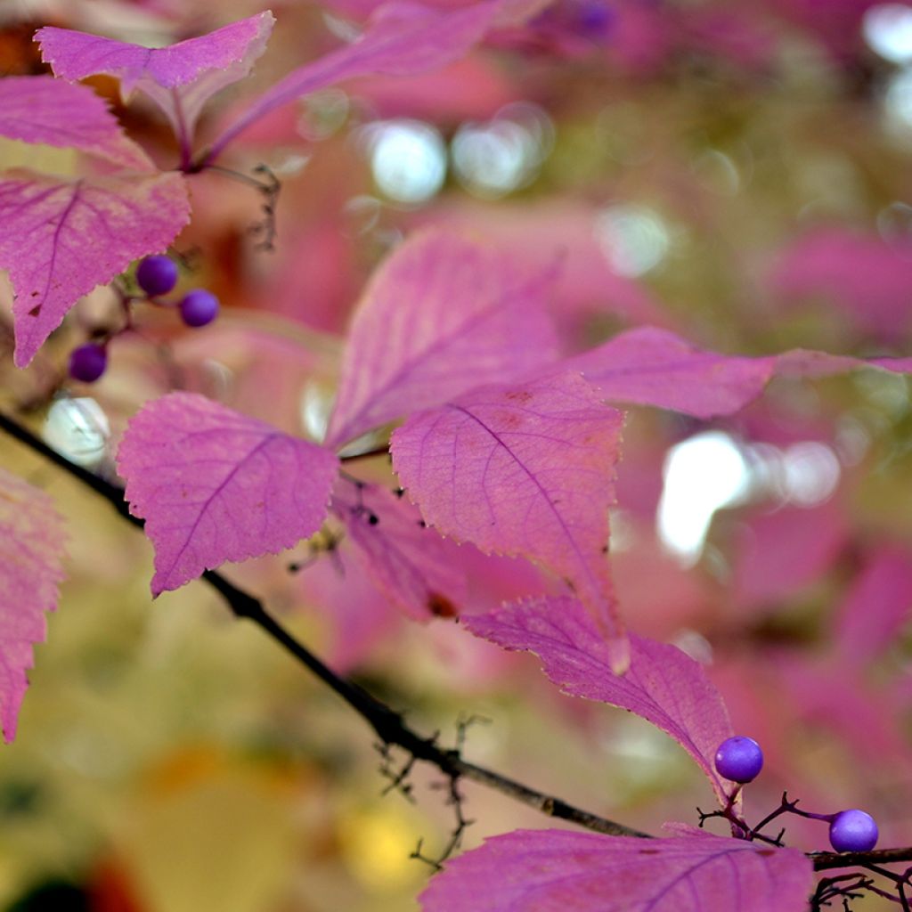 Callicarpa bodinieri Magical Purple Giant