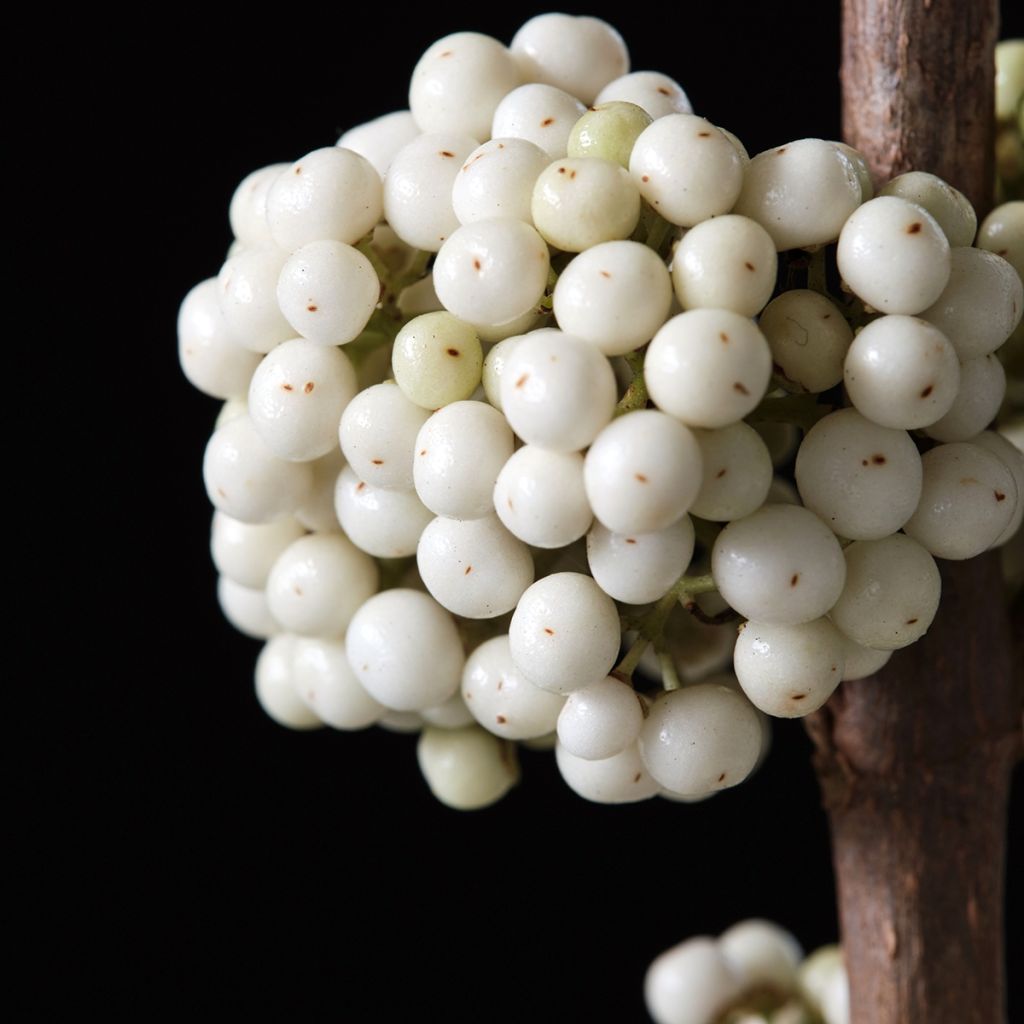 Liebesperlenstrauch Magical Snowqueen - Callicarpa bodinieri