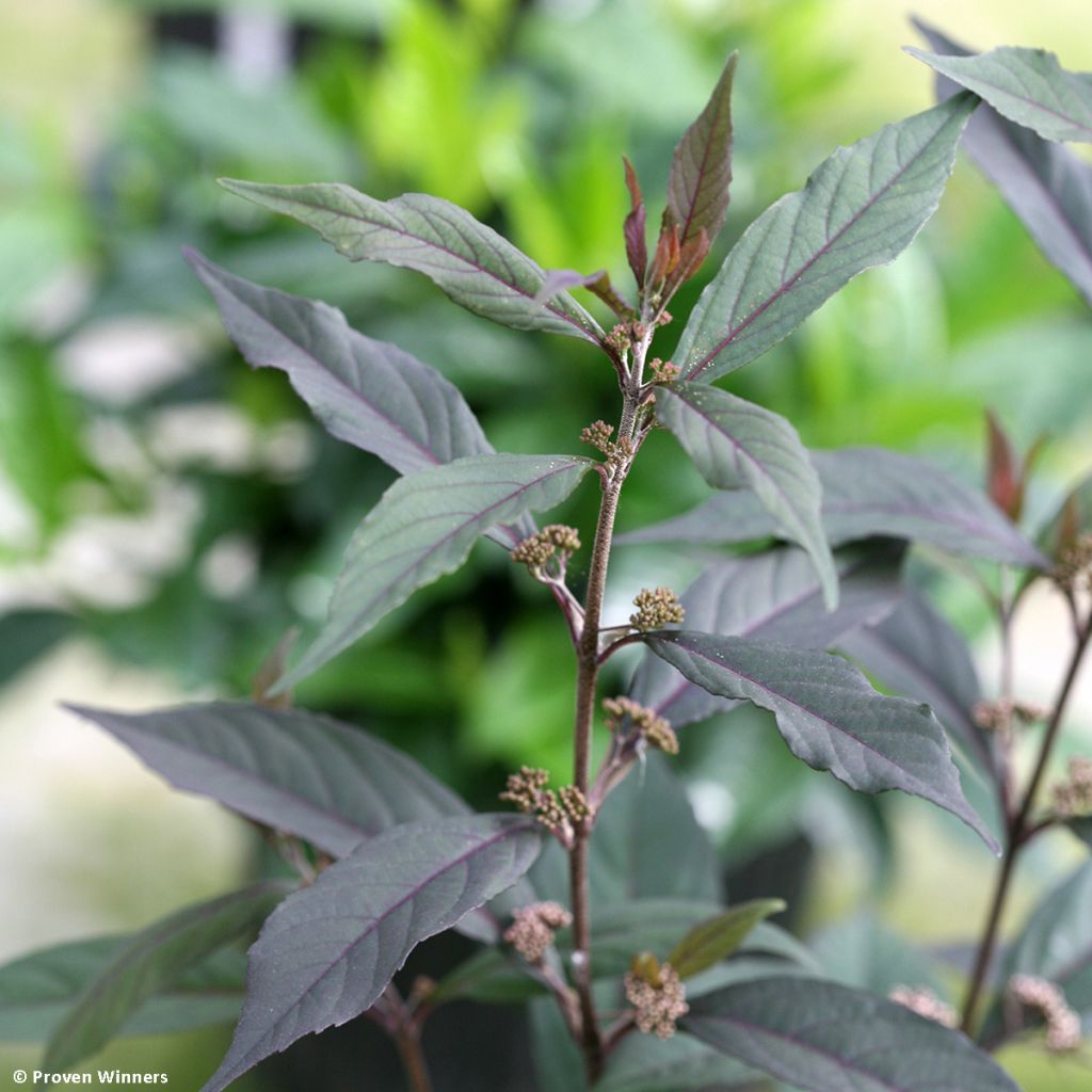 Liebesperlenstrauch Pearl Glam - Callicarpa bodinieri