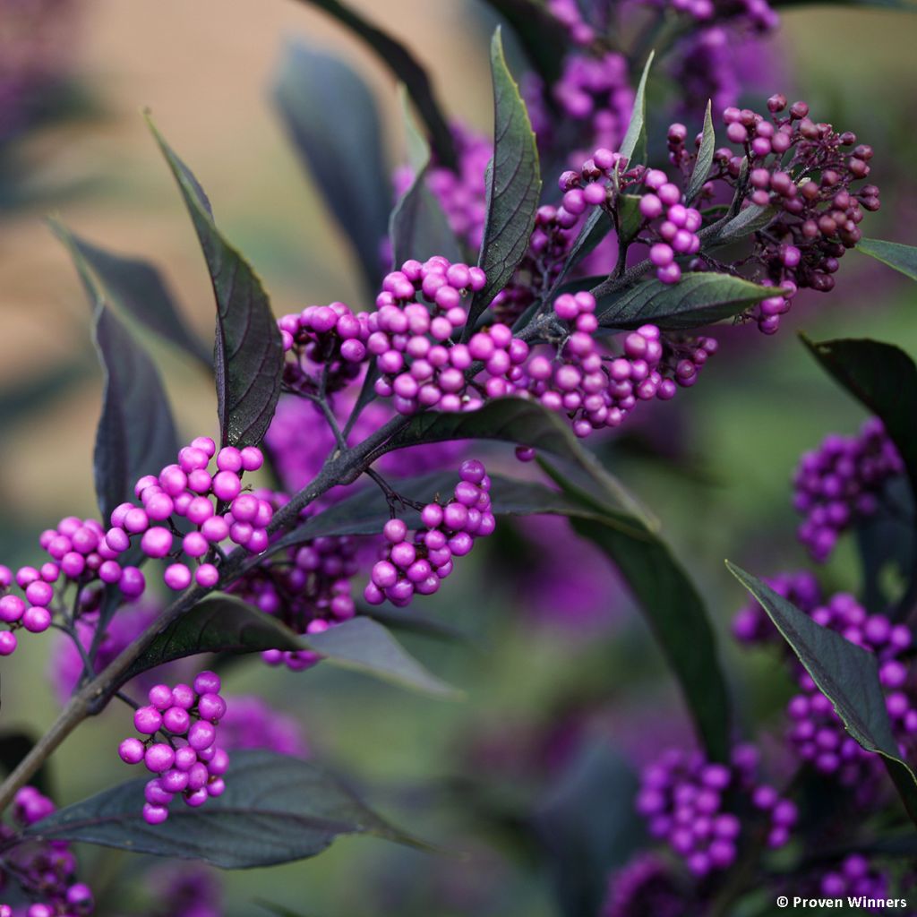 Liebesperlenstrauch Pearl Glam - Callicarpa bodinieri