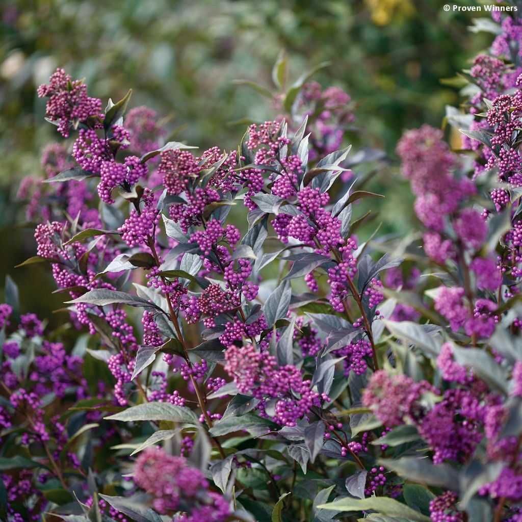 Liebesperlenstrauch Pearl Glam - Callicarpa bodinieri